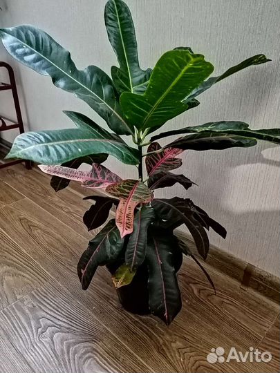 Кодиеум кротон