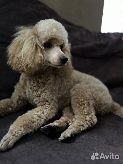 Вязка кобель пудель той