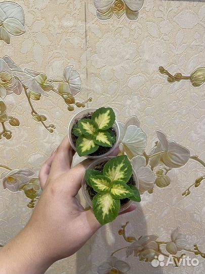 Колеусы
