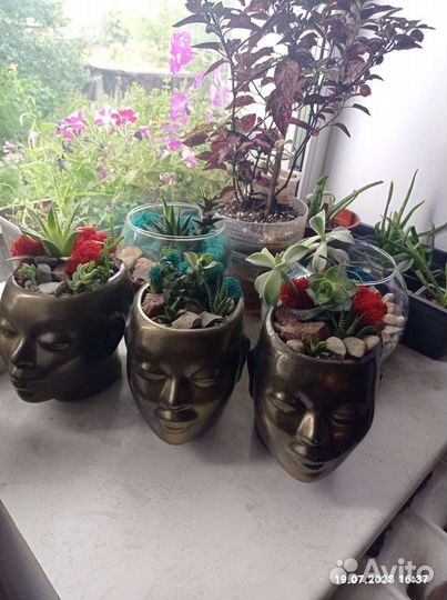 Флорариум суккуленты