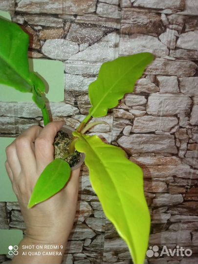 Филодендрон золотой крокодил, сциндапсус Треби