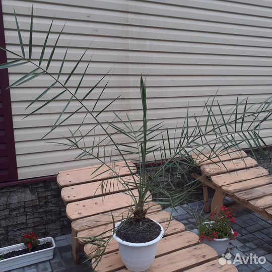 Финиковая пальма