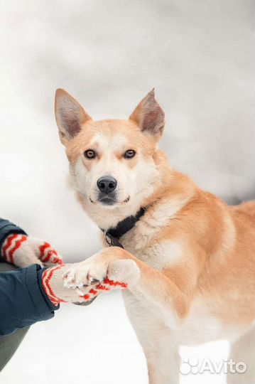 Лайка в добрые руки