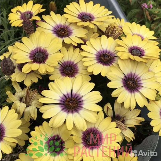 Остеоспермум