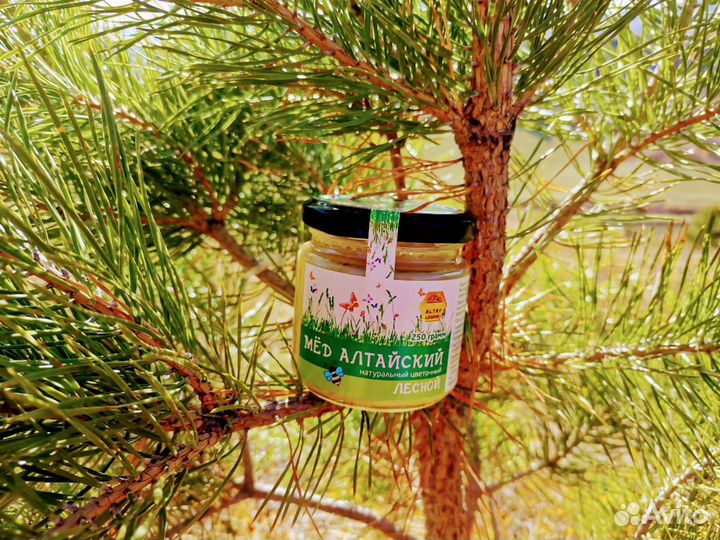 Мёд Алтайский от производителя, опт
