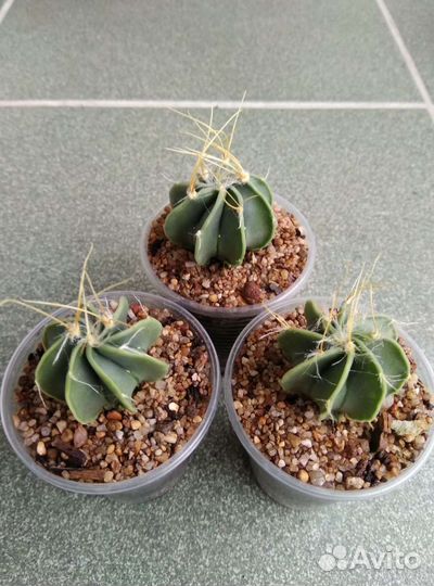 Астрофитумы разные, сеянцы