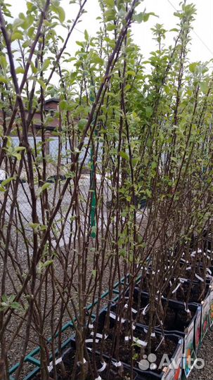 Саженцы Яблони 2-х лет