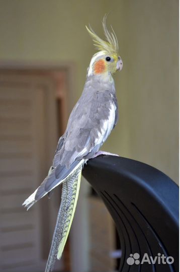 Передержка животных