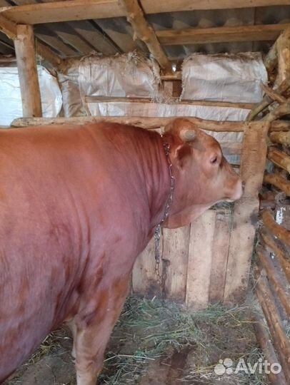 Быки на мясо