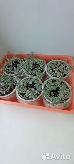 Ампельные растения