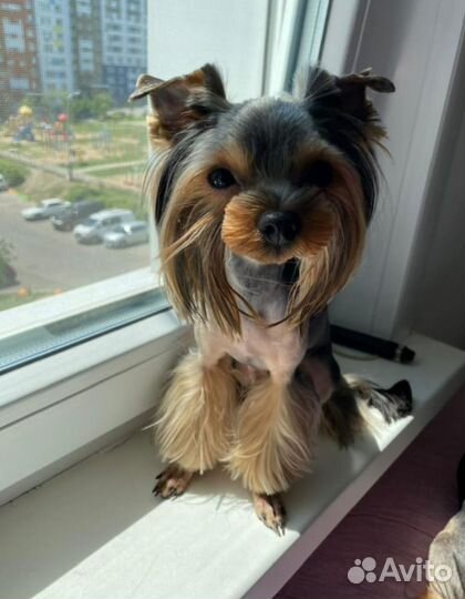 Йоркширский терьер мини щенки бейби фейс