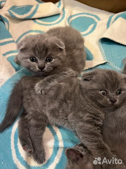 Шотландская