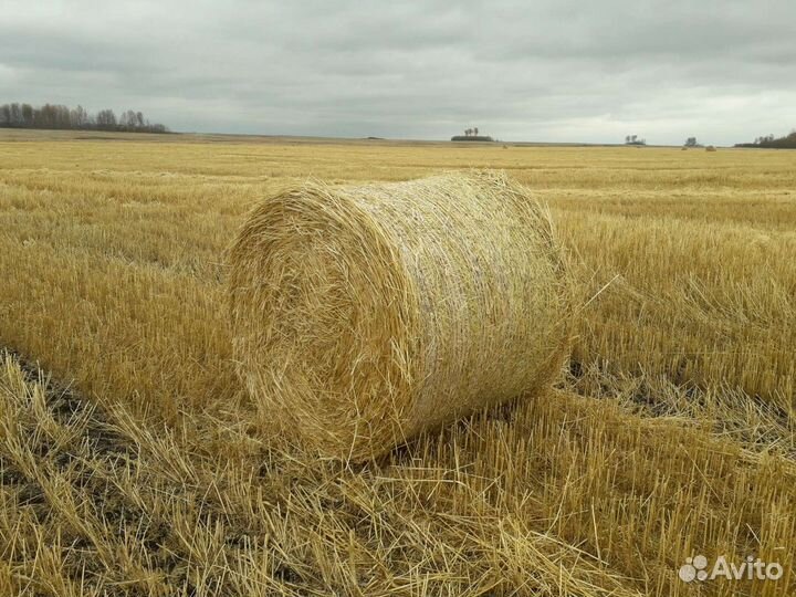 Солома пшеничная
