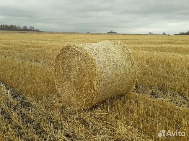Солома пшеничная