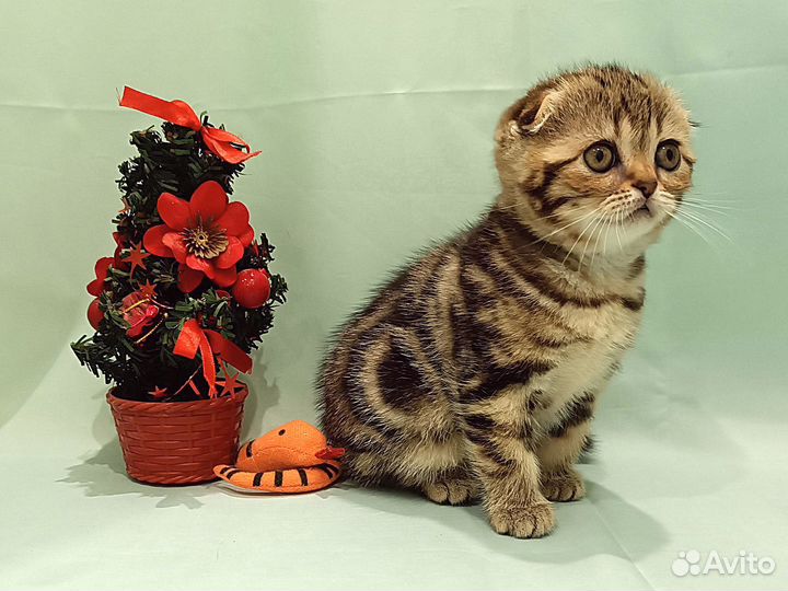 Шотландские вислоухие котята из питомника