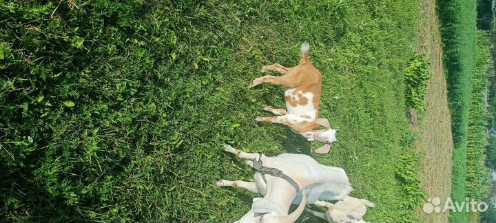 Нубийские козы козлы козлята