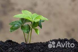 Плодородный грунт