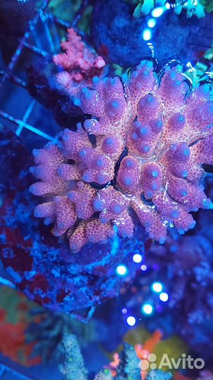 Морские Кораллы для аквариума