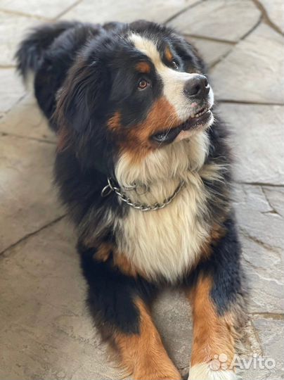 Бернский зенненхунд Вязка