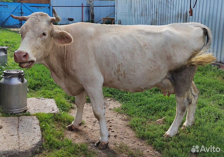 Продается молочная корова, 5 отел