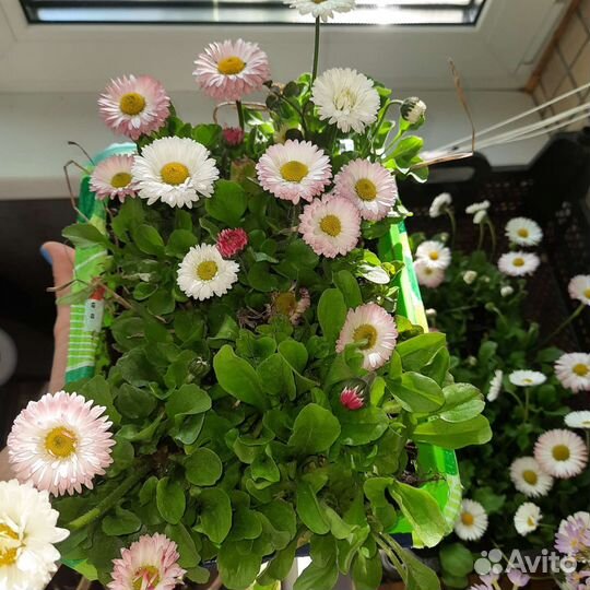 Маргаритки