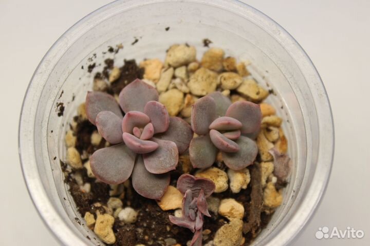 Суккуленты 1