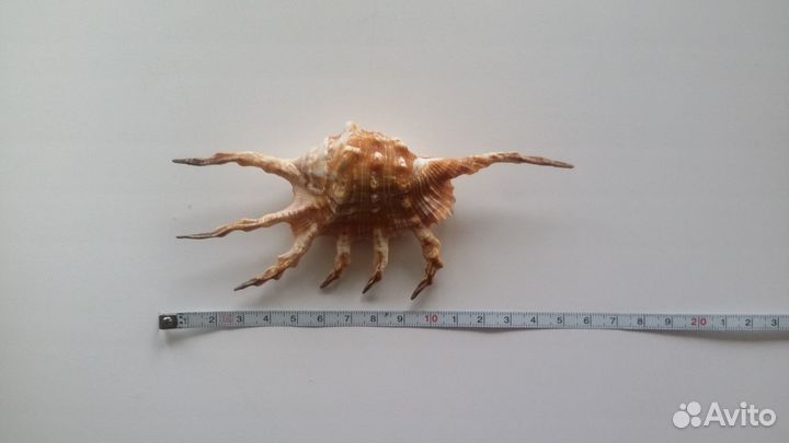 Скорпионовый лямбис морская раковина