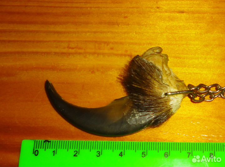 Большой Коготь Таёжного зверя