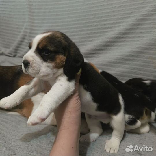 Щенки бигль