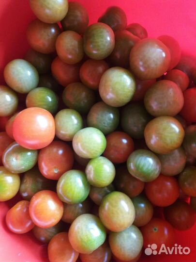 Кабачки Сегодня Помидоры