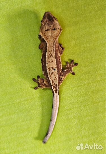 Реснитчатый бананоед, малыши. Correlophus ciliatus