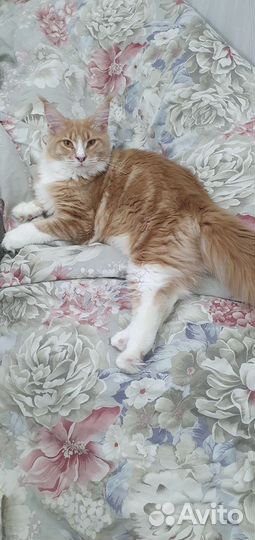Котенок мейн-кун