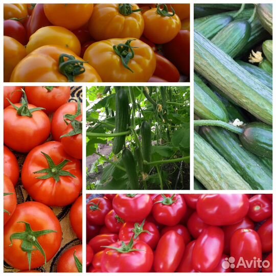 Рассада помидор