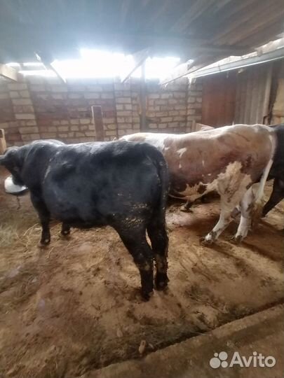 Быки на племя