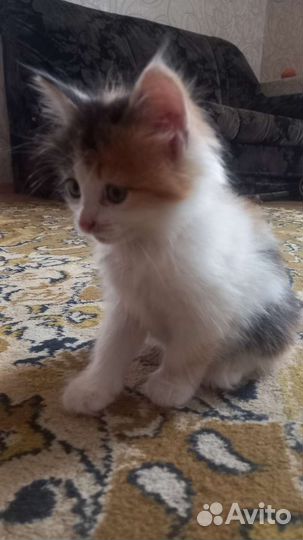 В добрые руки кошечка