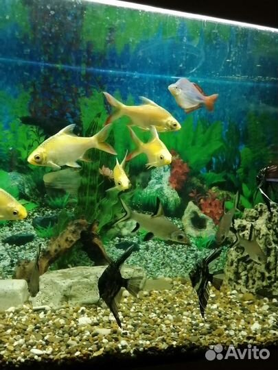 Лещевидный барбус