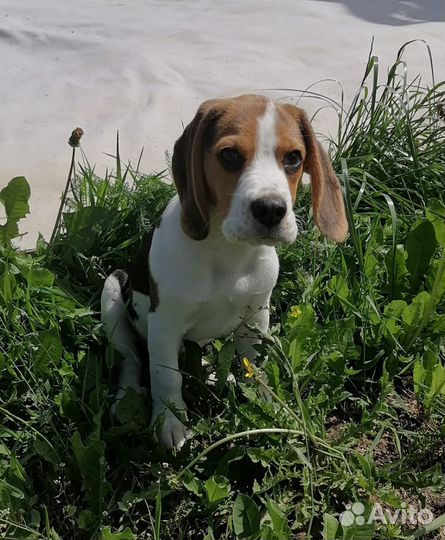 Собака бигль