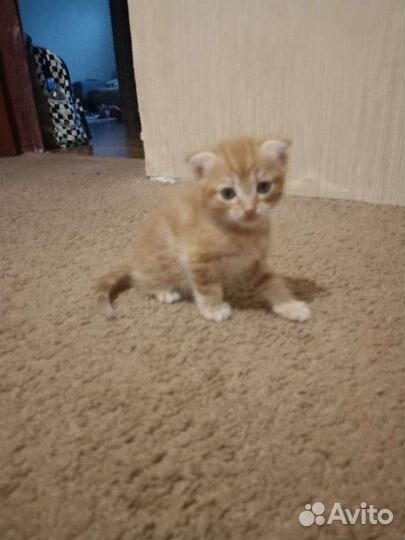 Вислоухие котята в добрые руки