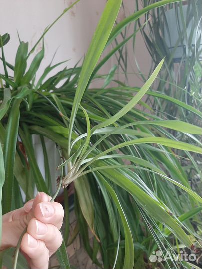 Хлорофитум