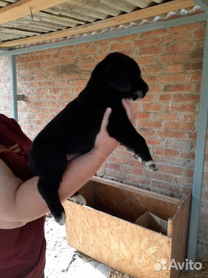 Щенки алабай