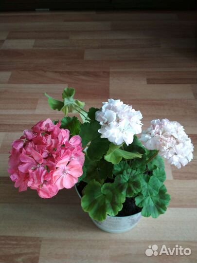 Герань Пеларгония Qeen Kind