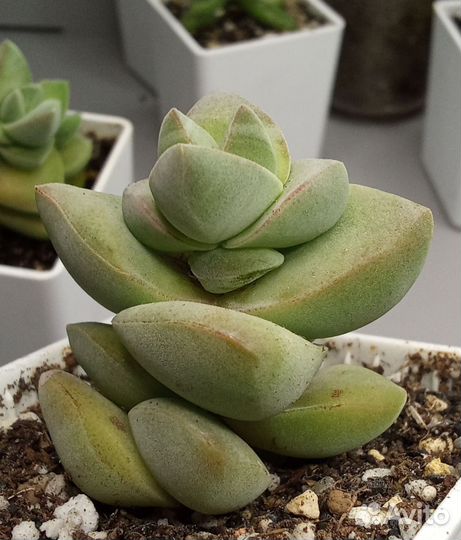 Крассулы сортовые