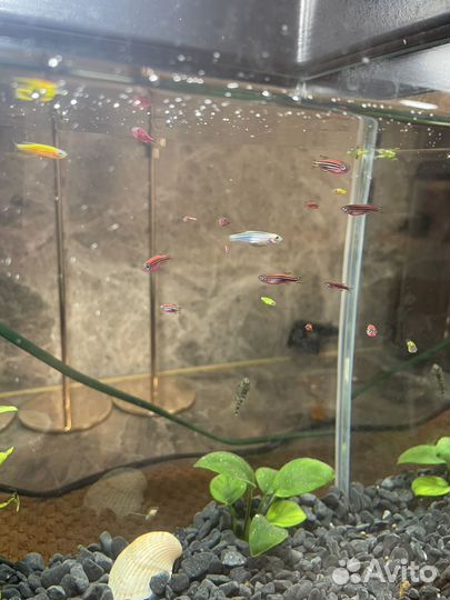 Данио-Рэрио