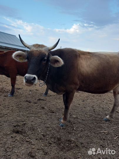 Корова породы швиц