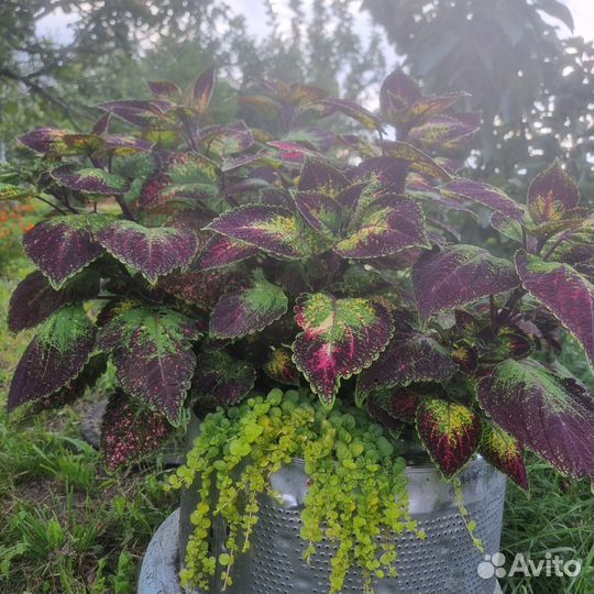 Колеус аватар