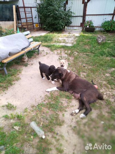 Собака алабай