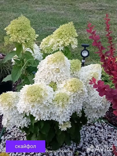 Гортензия метельчатая