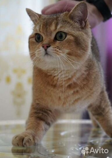 Британец золотой шиншилла