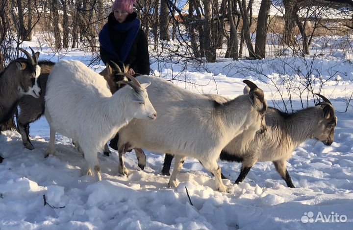 Породистые козы, козел и козлята