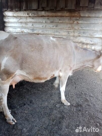 Корова дойная